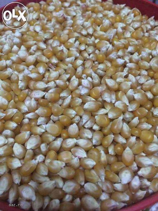 PORUMB POPCORN