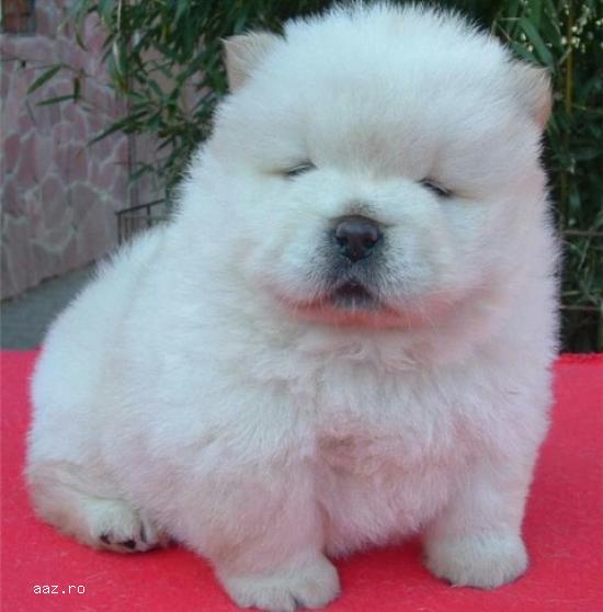 Iau spre adoptie pui Chow Chow sau Amstaff