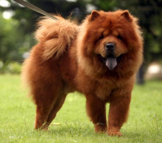 Iau spre adoptie pui Chow Chow sau Amstaff