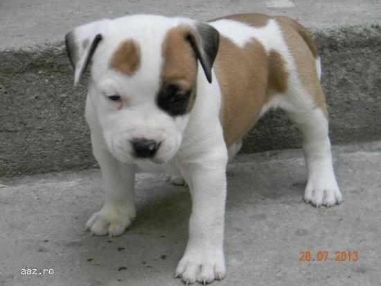 Iau spre adoptie pui Chow Chow sau Amstaff