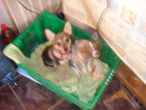 VINZARE  SPITZ  PITIC