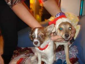 VINZARE  SPITZ  PITIC