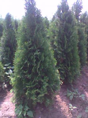 vand plante ornamentale