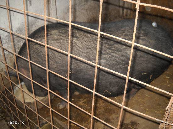 vand porci vietnamezi ecologici(fara colesterol)