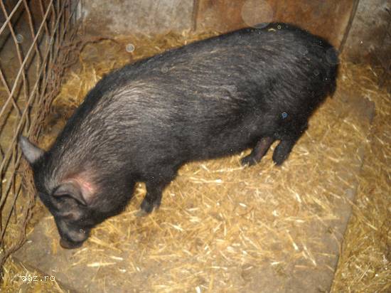 vand porci vietnamezi ecologici(fara colesterol)