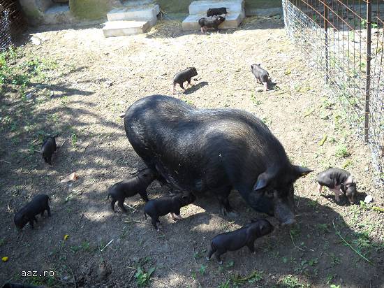 vand porci vietnamezi ecologici(fara colesterol)