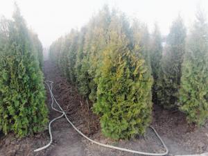 vand plante ornamentale