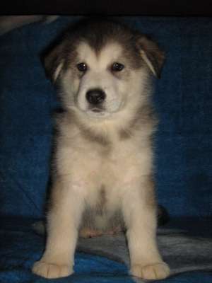 Vand pui malamut de alaska cu pedigree