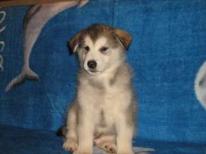 Vand pui malamut de alaska cu pedigree