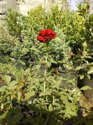 vand plante ornamentale