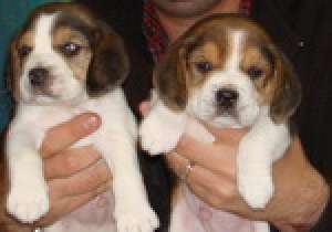 pui de beagle
