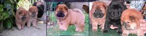 chow chow,  shar pei