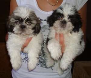 shih tzu