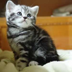 pisici persane,  exotic shorthair,  british shorthair