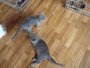 pisici persane,  exotic shorthair,  british shorthair
