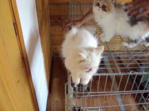 pisici persane,  exotic shorthair,  british shorthair