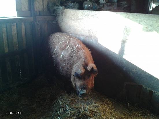 porci pentru craciun