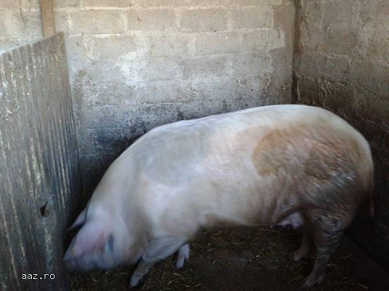 porci pentru craciun