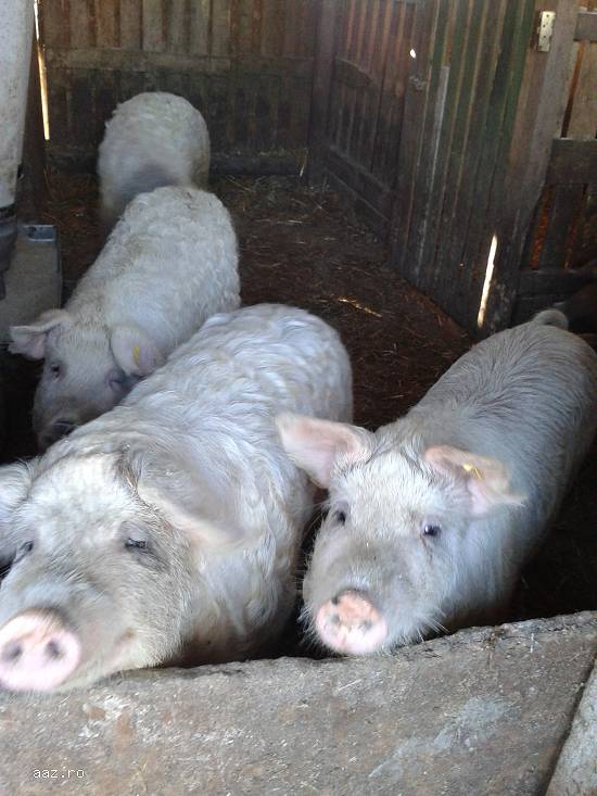 porci pentru craciun