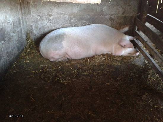 porci pentru craciun