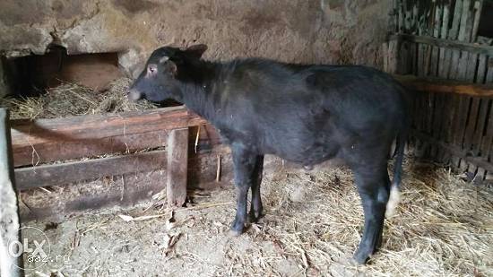 Vand vitica de bivolita de 6 luni la pretul de 1200 de lei.