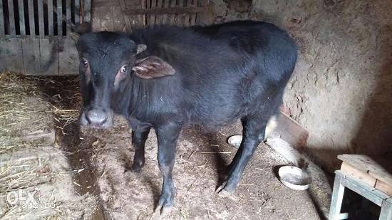 Vand vitica de bivolita de 6 luni la pretul de 1200 de lei.