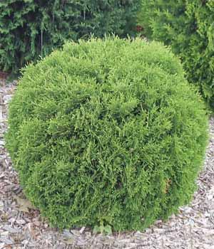 *Vand plante decorative  *