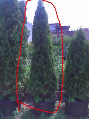 *Vand plante decorative  *