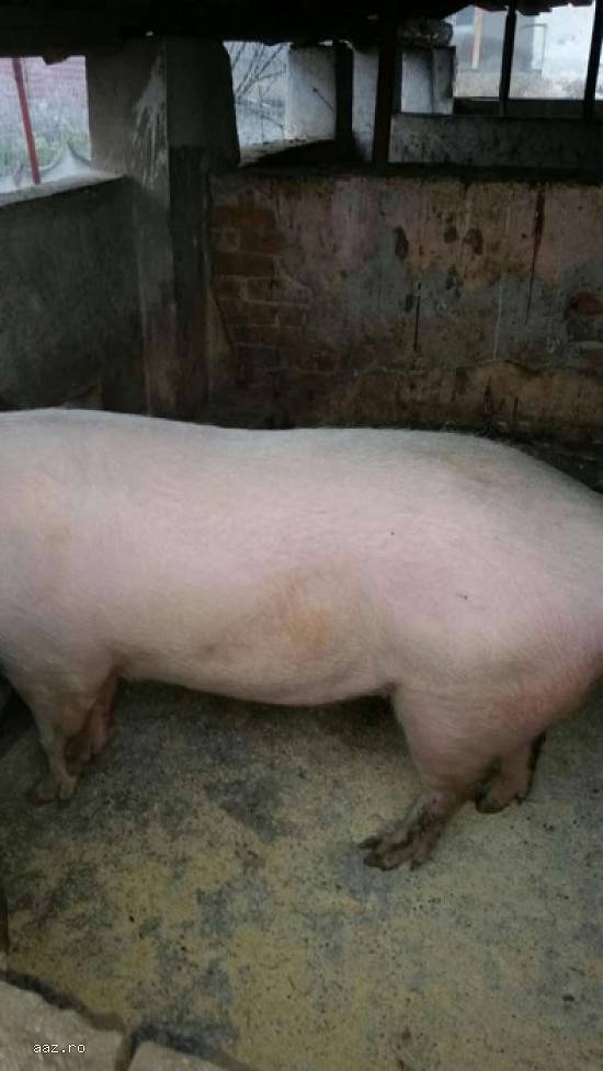 porci