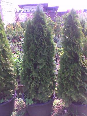 *Vand plante decorative  *