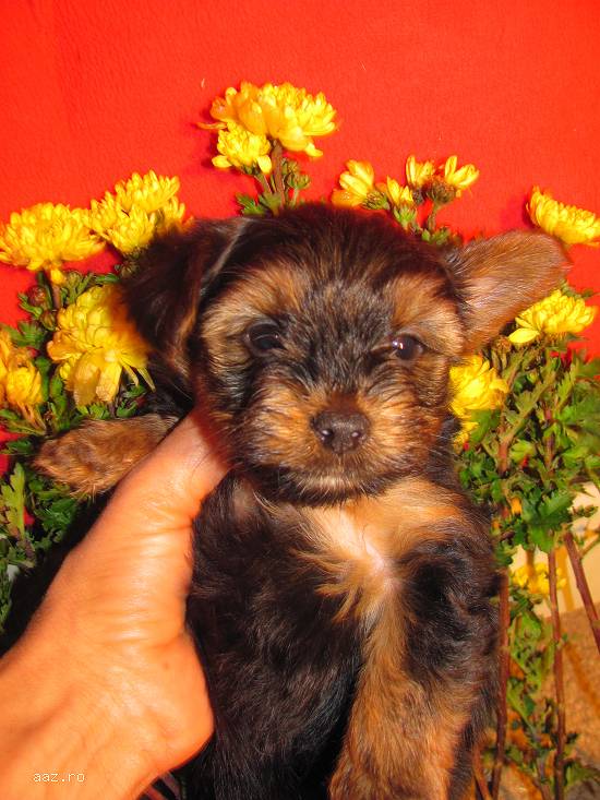 Puiuti yorkishire mini toy