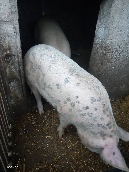 vand porci si porci vietnamezi