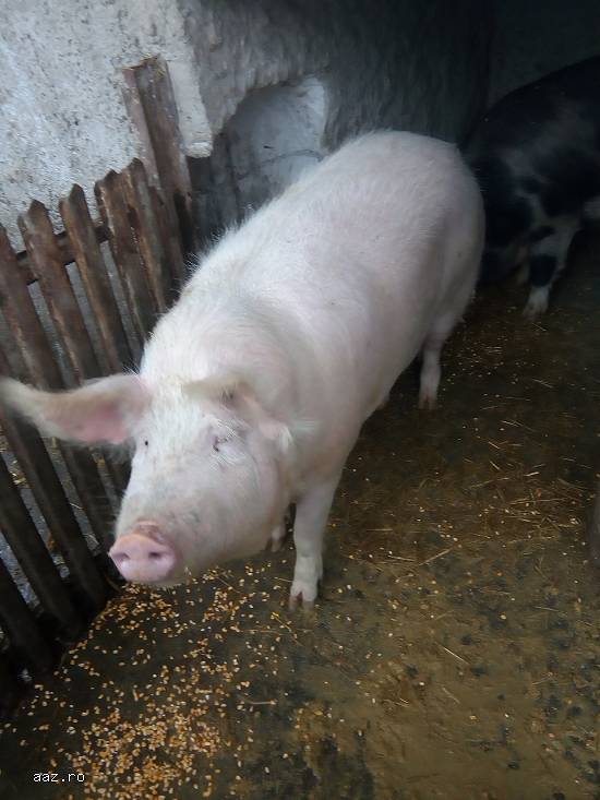 vand porci si porci vietnamezi
