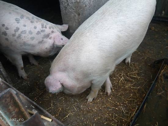vand porci si porci vietnamezi