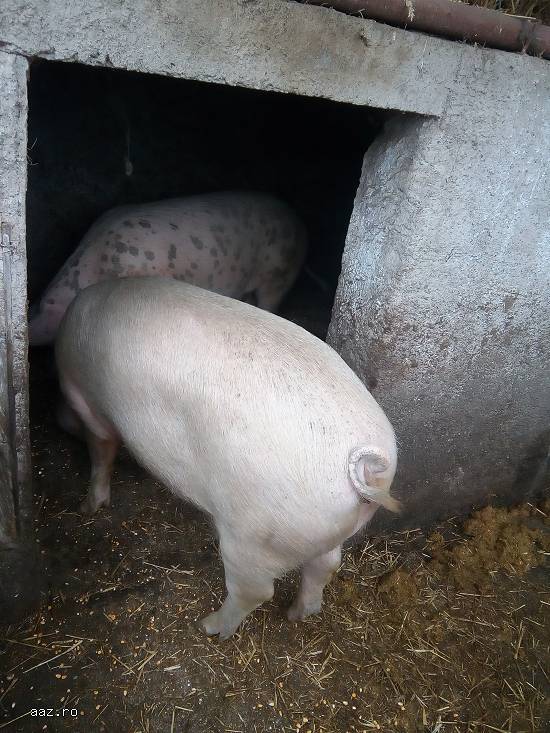 vand porci si porci vietnamezi
