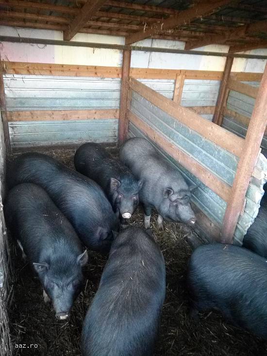 vand porci si porci vietnamezi