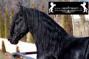 ***** [Friesian,   Pinto,   Lipitan si Gypsy Vanner]