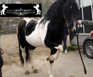 ***** [Friesian,   Pinto,   Lipitan si Gypsy Vanner]