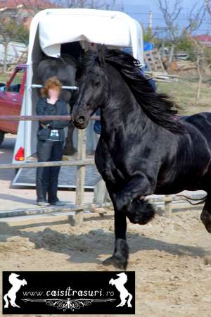 ***** [Friesian,   Pinto,   Lipitan si Gypsy Vanner]