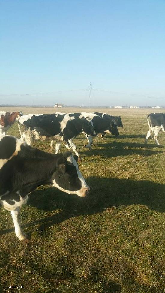 Vand 21 vaci Holstein si baltata romaneasca(monbilier)de urgenta.