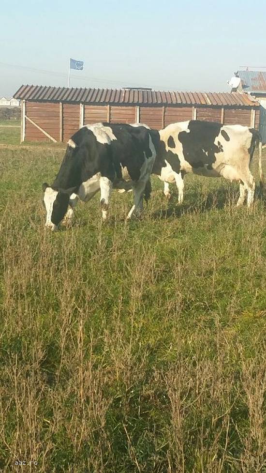Vand 21 vaci Holstein si baltata romaneasca(monbilier)de urgenta.