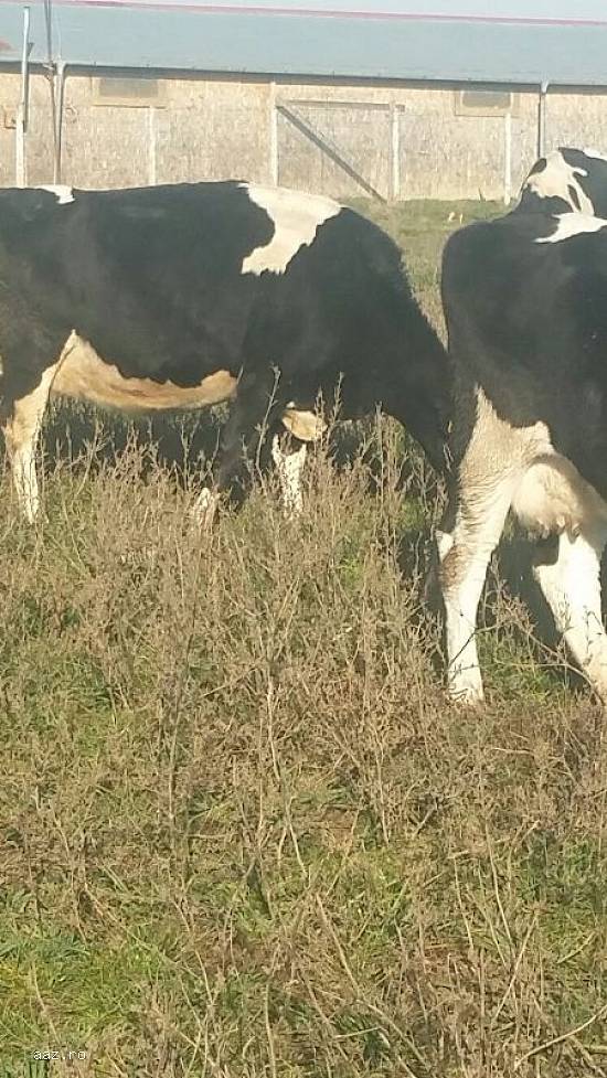 Vand 21 vaci Holstein si baltata romaneasca(monbilier)de urgenta.