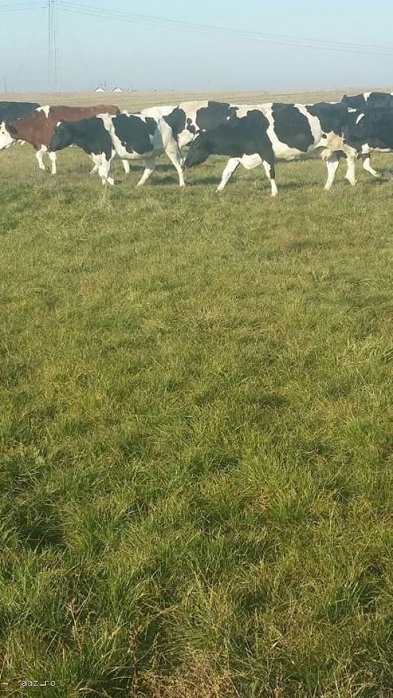 Vand 21 vaci Holstein si baltata romaneasca(monbilier)de urgenta.