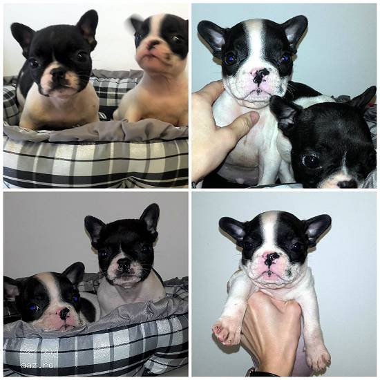 Pui Bulldog Francez