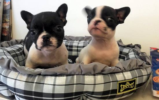 Pui Bulldog Francez