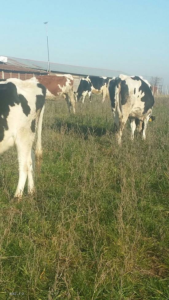 Vand/schimb 21 vaci Holstein si baltata romaneasca
