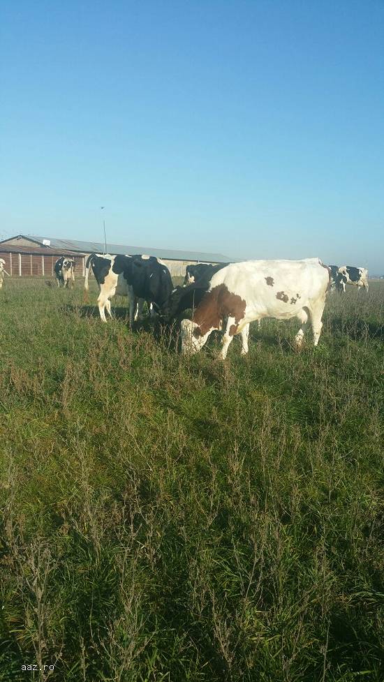 Vand/schimb 21 vaci Holstein si baltata romaneasca