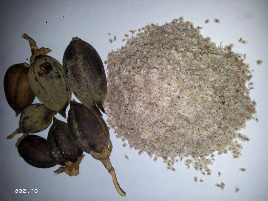 Seminte paulownia tomentosa