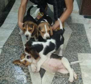 beagle