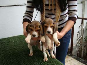 beagle